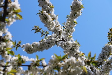 Kirschbaum/ Kirschblüten - Süßkirsche/ Vogel-Kirsche (Prunus avium)