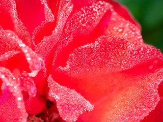 Hundreds of Water Drops All over The Petals Red Rose