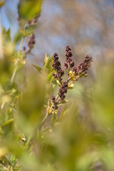 in spring flowers of white and purple lilac bloom on the tree