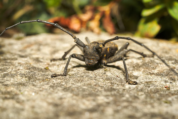 Insetto dell'ordine dei coleotteri della famiglia dei CERAMBICIDI.
Nome Morimus Asper.
Cerambycidae
