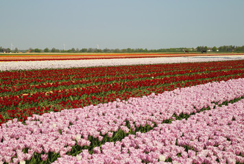 Fototapeta premium View on rows of pink and red tulips on field of german cultivation farm with countless tulips - Grevenbroich, Germany