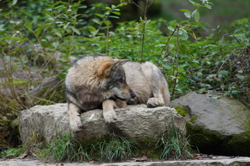 loup