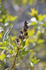 in spring flowers of white and purple lilac bloom on the tree