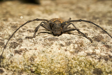 Insetto dell'ordine dei coleotteri della famiglia dei CERAMBICIDI.
Nome Morimus Asper.
Cerambycidae
