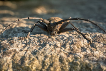 Insetto dell'ordine dei coleotteri della famiglia dei CERAMBICIDI.
Nome Morimus Asper.
Cerambycidae
