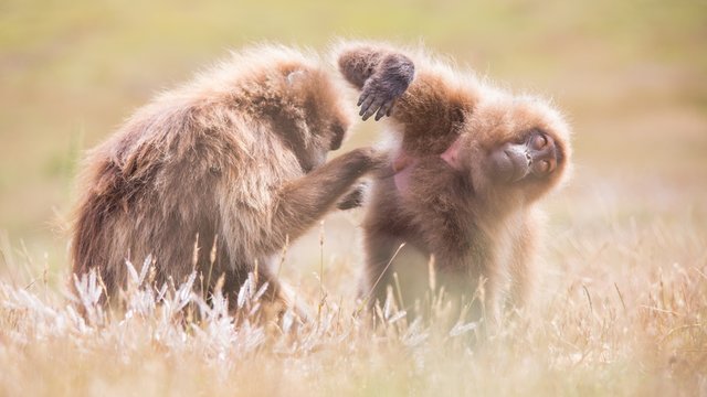 Monos peludos de Africa, macacos, simios