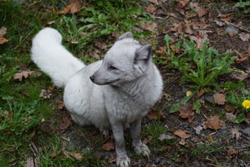 Obraz premium renard