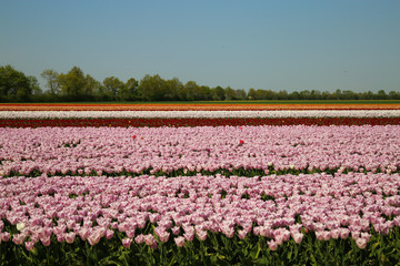 Fototapeta premium View on rows of pink and red tulips on field of german cultivation farm with countless tulips - Grevenbroich, Germany