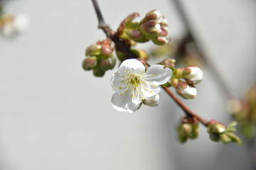 small white flowers bloom in spring on a cherry tree