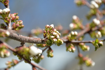 small white flowers bloom in spring on a cherry tree