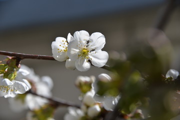 small white flowers bloom in spring on a cherry tree