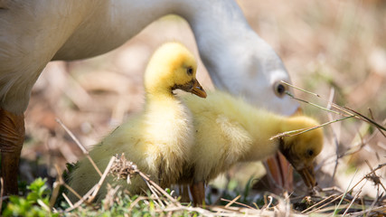 Dos patitos amarillos con su mama pata