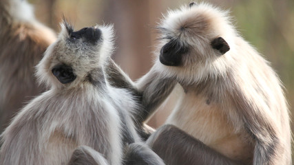 Dos macacos despiojandose