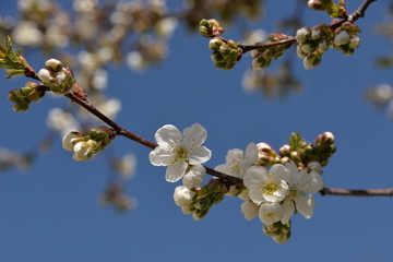 small white flowers bloom in spring on a cherry tree