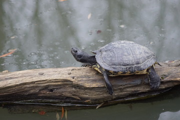 Obraz premium tortue