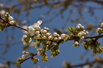 small white flowers bloom in spring on a cherry tree