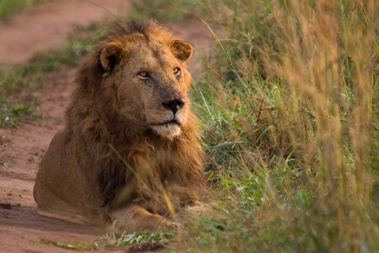 Rey león de la selva, safari Africa, 