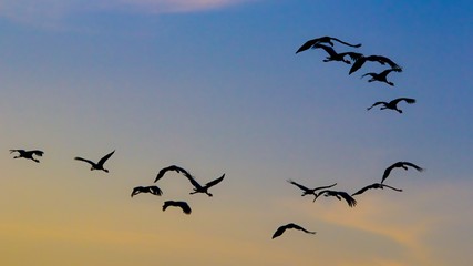 Bandada de aves exoticas volando en el cielo con colores del atardecer