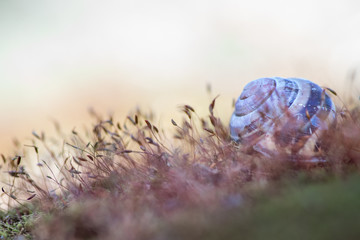 snail © Marcin