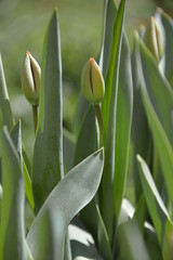 red Tulip buds bloom in spring and emit a fragrant smell