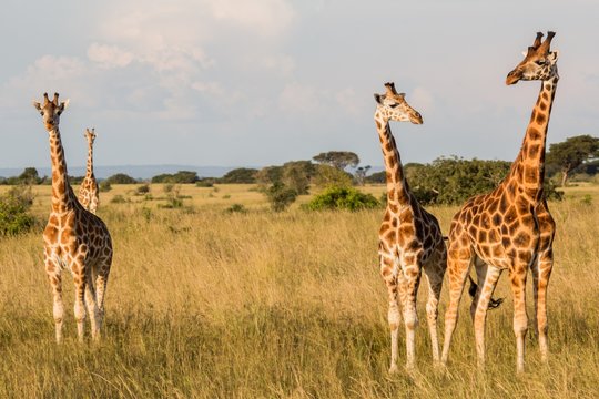 Tres jirafas en la sabana africana durante un safari