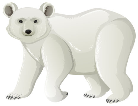 One polar bear standing on white background