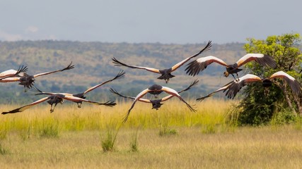 Bandada de aves exoticas en un safari por Africa, aves volando en la sabana africana, aves emigrando