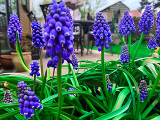 blue hyacinth flowers