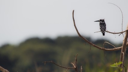 Aves exoticas en un safari por Africa