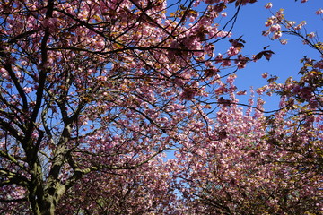 Japanische Kirschbäume in voller Blüte, blauer Himmel, Sonnenschein