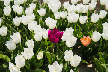 Single isolated purple and pink flower between white tulips on field of german cultivation farm with countless tulips - Grevenbroich, Germany