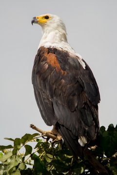 Aguila real salvaje, aves exoticas de Africa