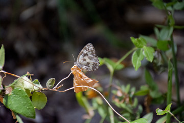 Papillon gris sur feuille orange