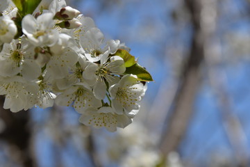 small white flowers bloom in spring on a cherry tree