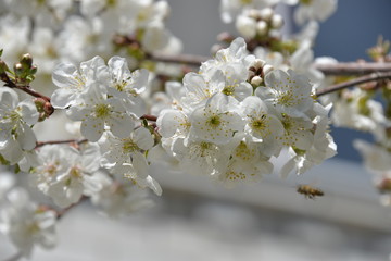 small white flowers bloom in spring on a cherry tree
