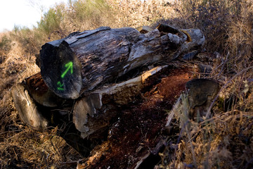 Degat de la tempete en foret de troncais