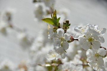 small white flowers bloom in spring on a cherry tree