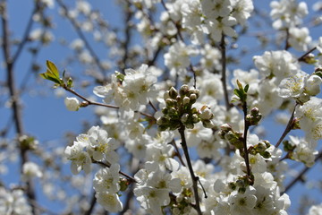 small white flowers bloom in spring on a cherry tree
