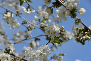 small white flowers bloom in spring on a cherry tree