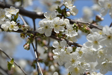 small white flowers bloom in spring on a cherry tree