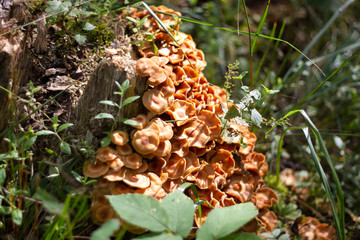 Toadstool mushrooms on a stump in the forest on a beautiful summer day