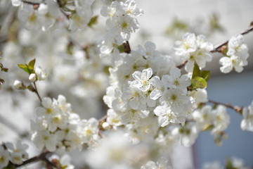 Obraz premium small white flowers bloom in spring on a cherry tree