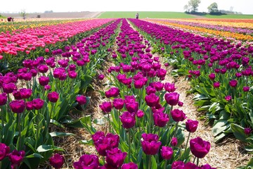 View on rows of purple tulips on field of german cultivation farm with countless tulips - Grevenbroich, Germany