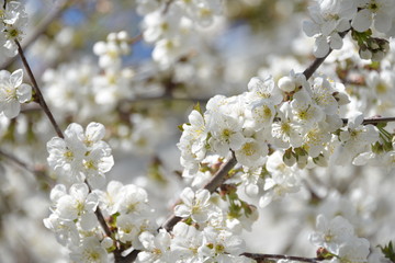 small white flowers bloom in spring on a cherry tree