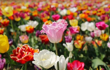View on field with colorful tulip bulbs. (Focus on pink flower in center - curly fringed sue, tulipa hybrida) - Grevenbroich, Germany
