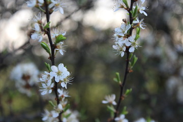 cherry tree flowers