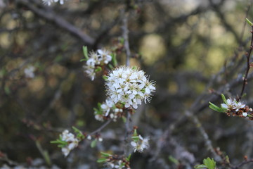 wild flowers in the spring
