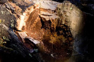 Degat de la tempete en foret de troncais