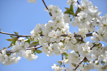 small white flowers bloom in spring on a cherry tree