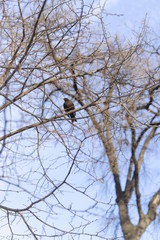 bird on the branches of a tree in winter